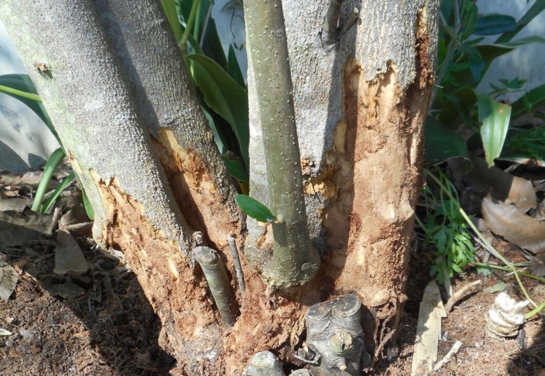 オリーブの木が オリーブアナアキゾウムシ の被害に 対策方法